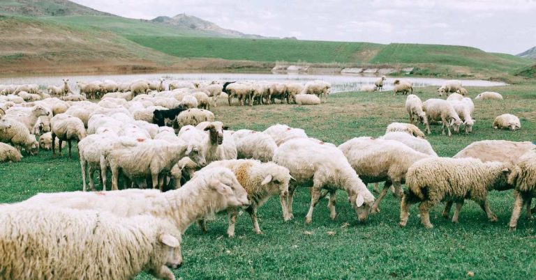 Veteriner Hekimler Birliği: Mavi Dil Hastalığı İçin Tazminat Talep Ediyoruz